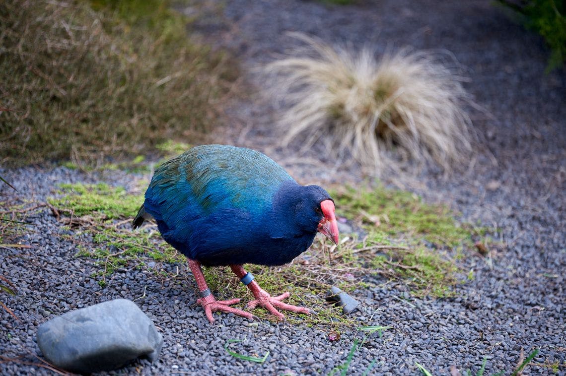 Takahe, once thought already an extinct native bird