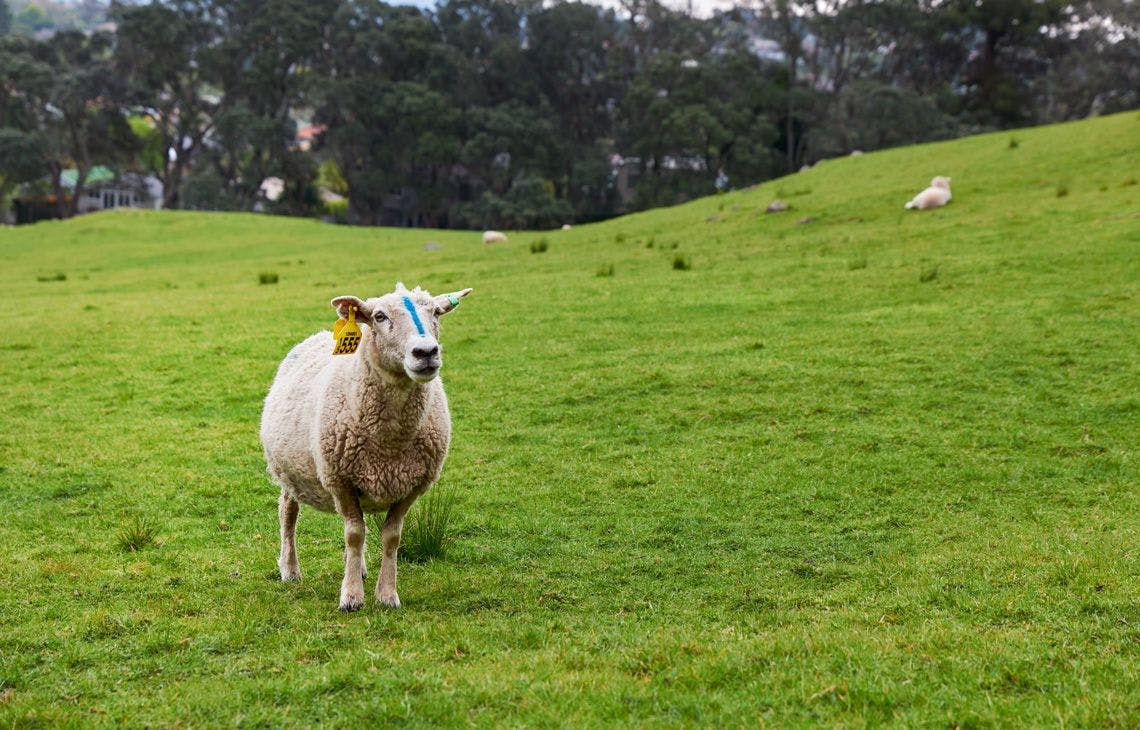 Moutons partout, parcs urbains autour d'Auckland, NZ
